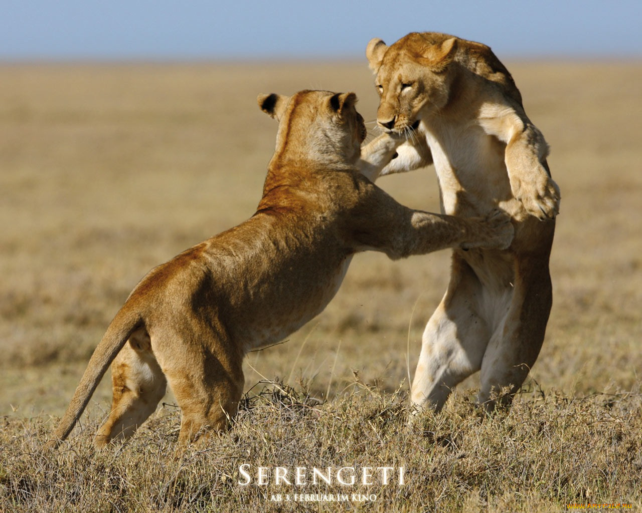 serengeti, , 